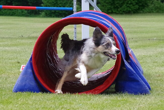 Agility