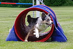 Agility