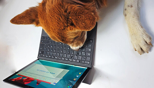 Hund über Laptop