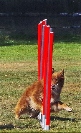 Agility