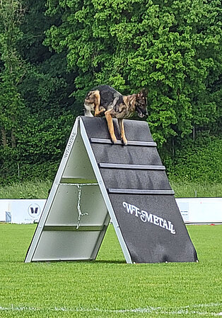 Hundesportgeräte_IGP