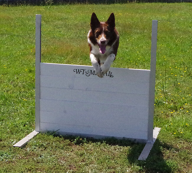 Obedience