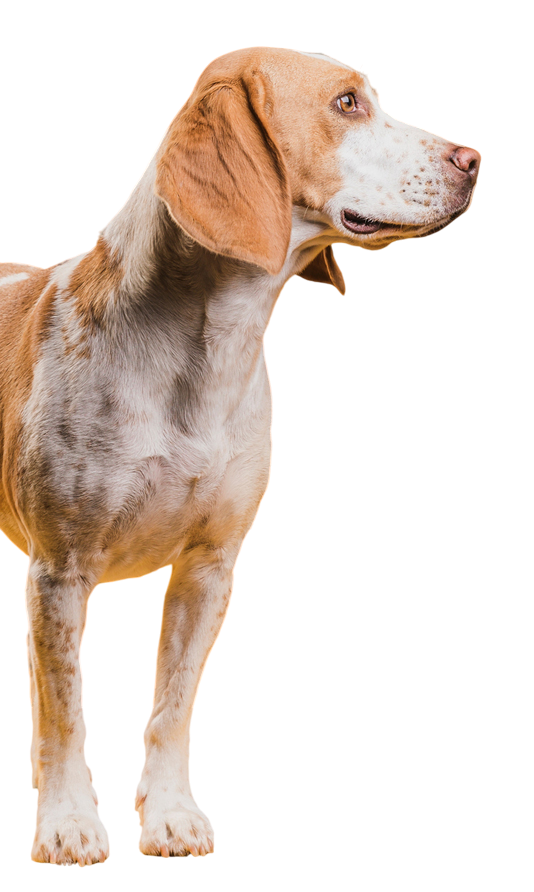 Hund